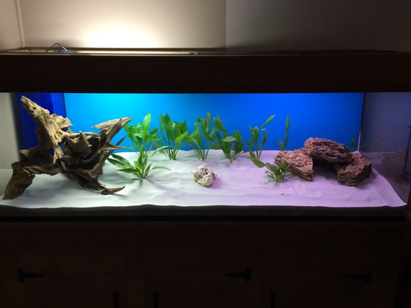 discus fish tank setup