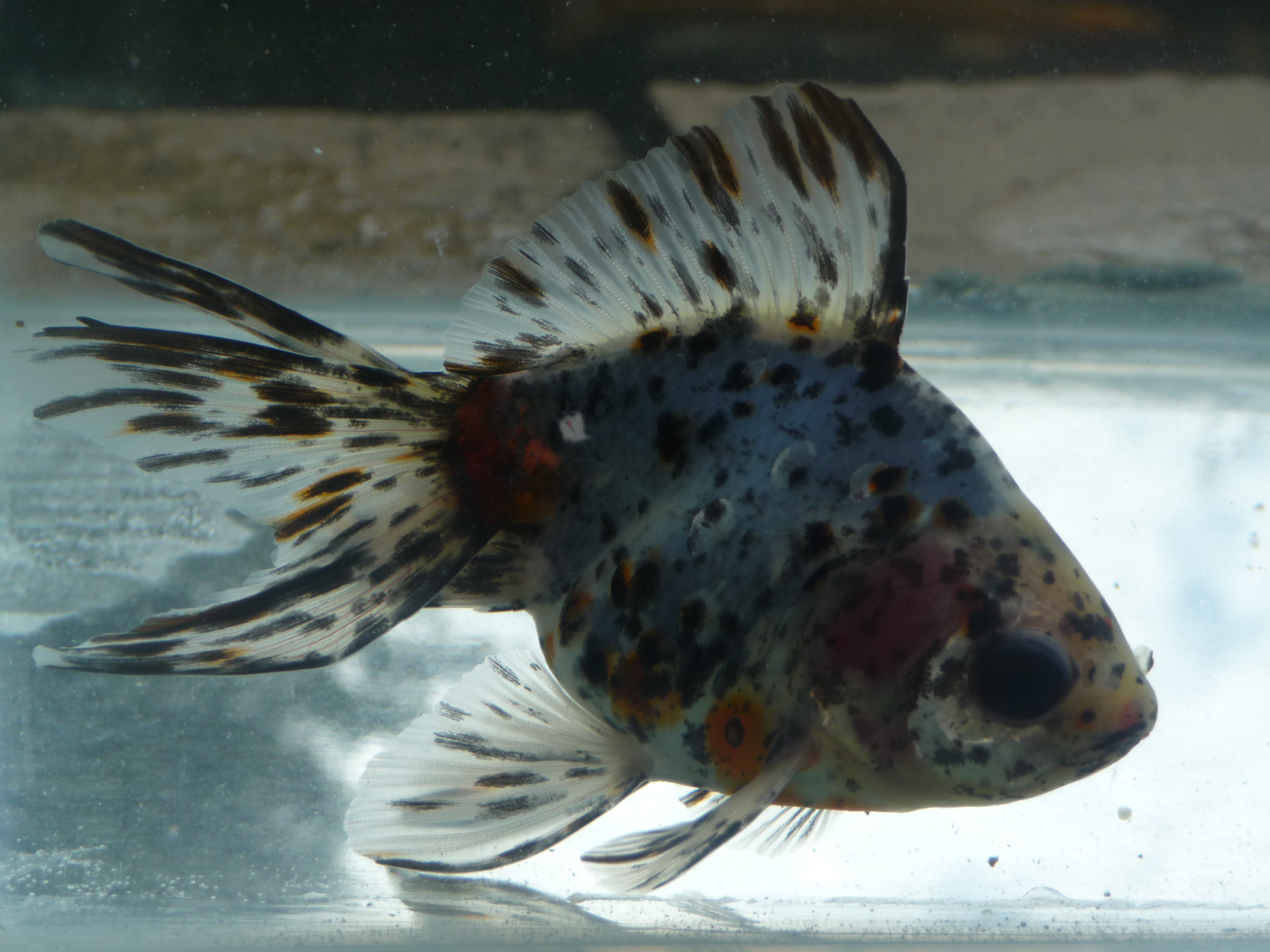 Calico Fantail Goldfish