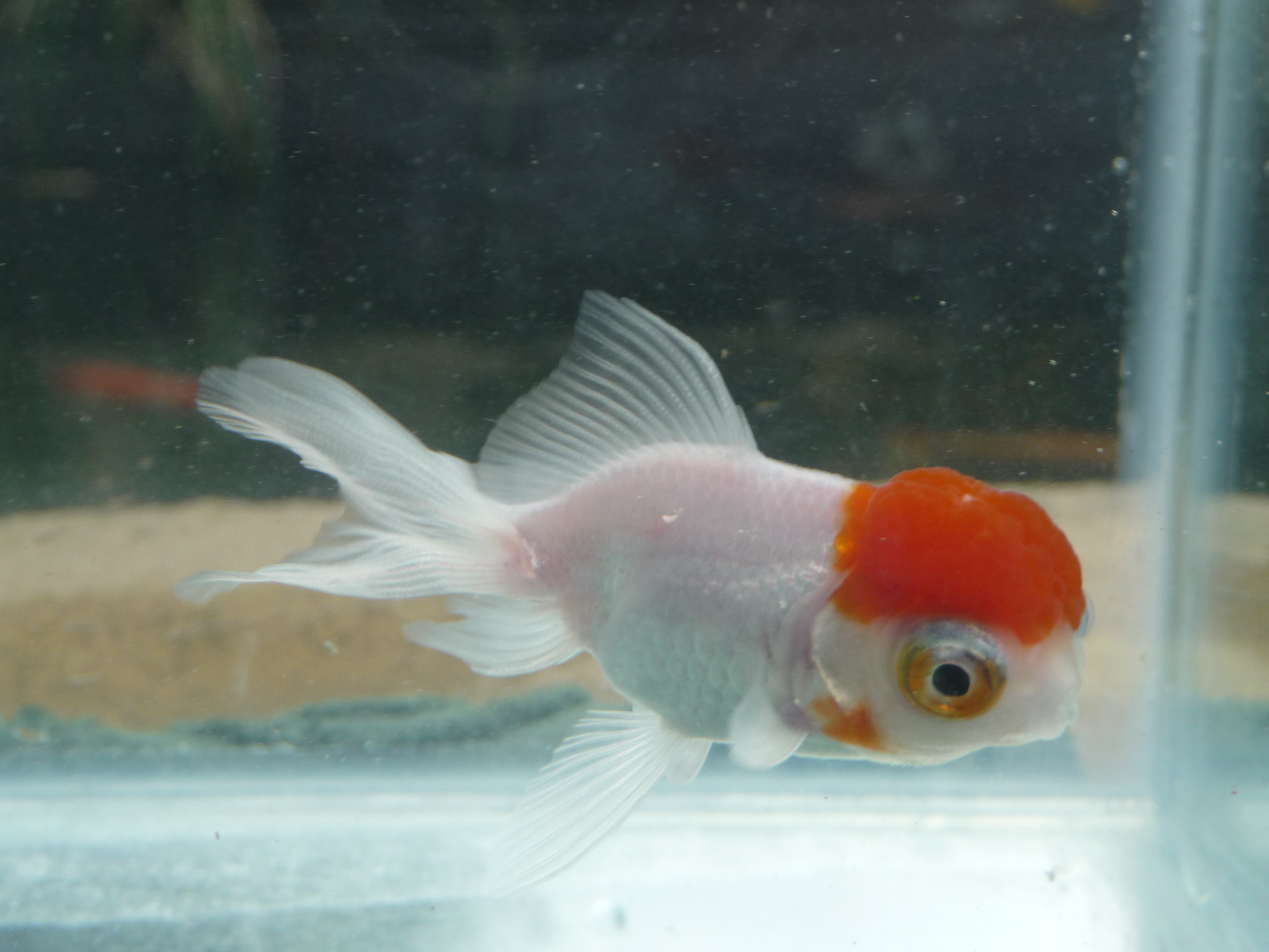 dragon eyed goldfish