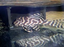 Plecos For Sale