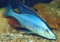 Blue Flash Cichlid