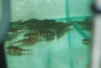 L136B Pleco