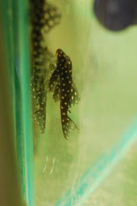 L136B Pleco