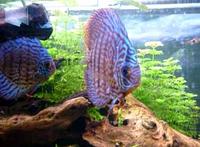 Turk Discus