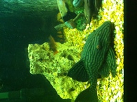 l330 pleco