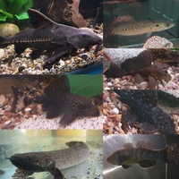 Various predator oddball and L number pleco for sale
