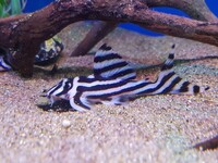 Zebra pleco fish available for sale now.
