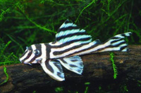 Zebra pleco fish available for sale now.