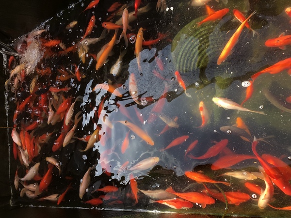 Goldfish for sale at Aquarist Classifieds