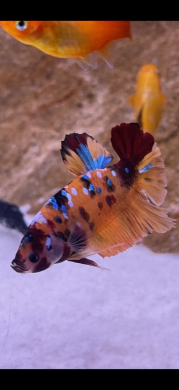 Male fighter fish at Aquarist Classifieds