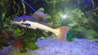 Tropical red tailed catfish