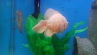 For sale or swap for discus