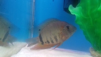 For sale or swap for discus