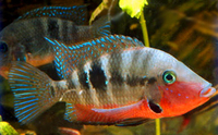 WANTED:American Cichlids