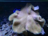 XL TOADSTOOLS and REGAL TANG open to offers