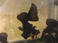 BROAD TAIL BLACK MOORS (Fancy goldfish)
