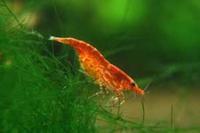 Red Cherry Shrimp for Sale £1.00 each will trade for equipment or food
