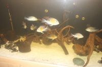 Tropical Fish for sale