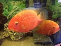 2 Red severums 8-9 inch Male and Female