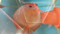 3 inch lss x red turk young discus for sale