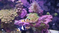 Paired clownfish, zoas, clean up crew