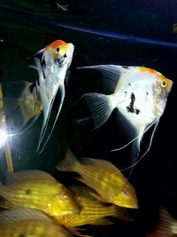 6 Large geophagus abalios and a pair of koi angelfish