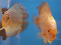 6 Discus for sale including 2 pairs