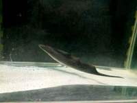Rare Aba knife fish for sale in Leeds
