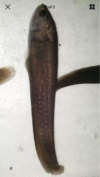 Arowana knifefish 5" to 6" for sale in Leeds