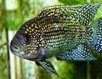 Adult Jack Dempsey Cichlids - Free to collect