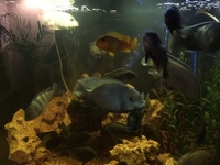 Malawi Mixed Cichlids for sale