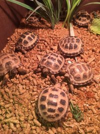 horsefield tortoise