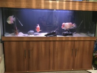 6 ft fish tank and cichlids