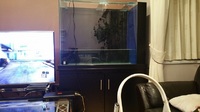SOLD AQUARIUM BLACK 4FT X 3FT HIGH X 18INCH WIDE WITH 42 INCH SUMP & PLUMBING OPTI WHITE SOLD