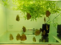 10 X Turquoise Discus 2.5 inches - 3 inches (£85 For 10)