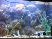 Marine fish tank Aqua one with extra bespoke sumps
