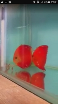 2 inches solid fire red Discus