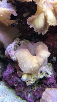 Various sized Marine Cabbage Coral frags/corals