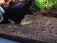 Geophagus Tapajos(South American Cichlid) 1-3 inches 4for £15