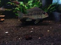 Geophagus Tapajos(South American Cichlid) 1-3 inches 4for £15