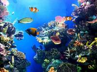 WhichFishTank.Com - Your fish aquarium buying guide.