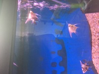 Young Angel Fish for sale
