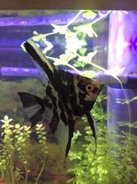 Angelfish for a new home - Gloucester
