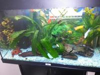 Tropical fish tank with stand and fish