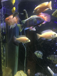 LARGE FISH FOR SALE - Leicester