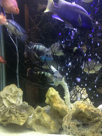 LARGE FISH FOR SALE - Leicester
