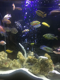 CICHLIDS FOR SALE - Leicester