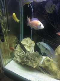 CICHLIDS FOR SALE - Leicester