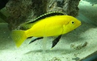 8x yellow labs £25 malawi cichlids mbuna tropical fish juveniles fry