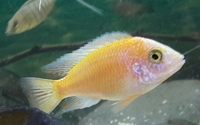 1 x Nimbochromis livingstoni(3 inch)+SOLD 1 Alunocara Red dragon(3.5 inch)+SOLD 10 Alunocara jacobfreibergi(1.5 inch)-Leeds-£20 for them 12 fish (all rest in advert reserved)